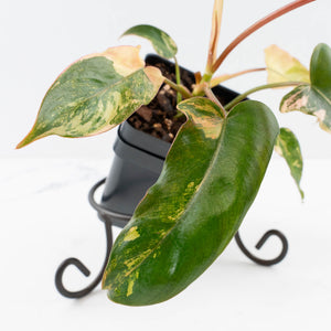 Philodendron 'Brown Beauty' ('Black Billietiae' x 'Florida Beauty') (wk37-L137)