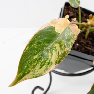 Philodendron 'Brown Beauty' ('Black Billietiae' x 'Florida Beauty') (wk37-L137)