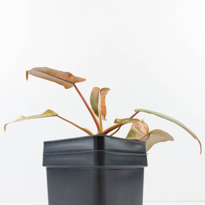 Philodendron 'Brown Beauty' ('Black Billietiae' x 'Florida Beauty') (wk35-L200)