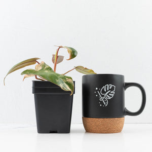 Philodendron 'Brown Beauty' ('Black Billietiae' x 'Florida Beauty') (wk35-L200)