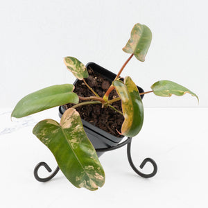 Philodendron 'Brown Beauty' ('Black Billietiae' x 'Florida Beauty') (wk35-L200)
