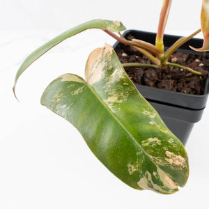 Philodendron 'Brown Beauty' ('Black Billietiae' x 'Florida Beauty') (wk35-L200)