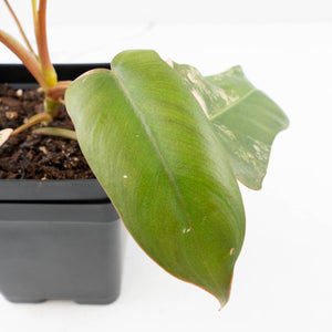 Philodendron 'Brown Beauty' ('Black Billietiae' x 'Florida Beauty') (wk35-L200)