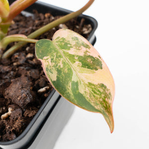 Philodendron 'Brown Beauty' ('Black Billietiae' x 'Florida Beauty') (wk35-L200)