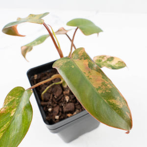 Philodendron 'Brown Beauty' ('Black Billietiae' x 'Florida Beauty') (wk35-L200)
