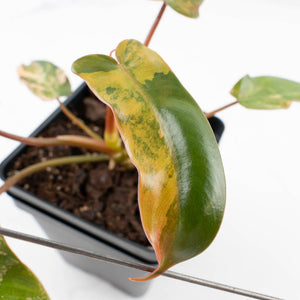 Philodendron 'Brown Beauty' ('Black Billietiae' x 'Florida Beauty') (wk35-L200)