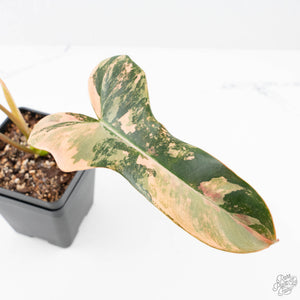 Philodendron 'Brown Beauty' ('Black Billietiae' x 'Florida Beauty') (wk21-L)
