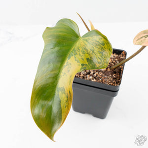 Philodendron 'Brown Beauty' ('Black Billietiae' x 'Florida Beauty') (wk21-L)