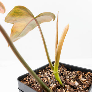 Philodendron 'Brown Beauty' ('Black Billietiae' x 'Florida Beauty') (wk21-L)