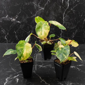 Philodendron 'Burle Marx' Aurea Variegated