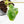 Philodendron 'Burle Marx Snow’ (wk31-O)