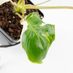 Philodendron 'Burle Marx Snow’ (wk31-O)