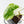 Philodendron 'Burle Marx Snow’ (wk31-O)