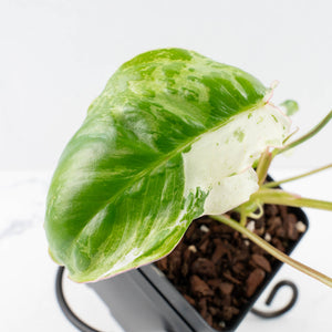 Philodendron 'Burle Marx Snow’ (wk31-O)