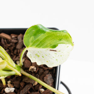 Philodendron 'Burle Marx Snow’ (wk31-O)