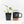 Philodendron 'Burle Marx Snow’ (wk18-L)