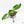 Philodendron 'Burle Marx Snow’ (wk18-L)