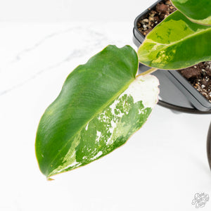 Philodendron 'Burle Marx Snow’ (wk18-L)