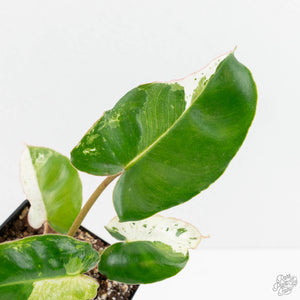 Philodendron 'Burle Marx Snow’ (wk18-L)