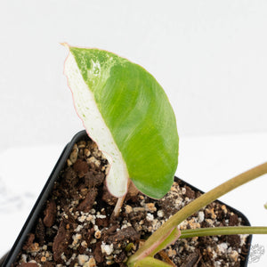 Philodendron 'Burle Marx Snow’ (wk18-L)