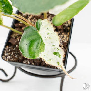 Philodendron 'Burle Marx Snow’ (wk18-L)