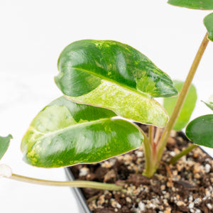 Philodendron 'Burle Marx Snow’ (wk18-L)