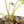 Philodendron 'Burle Marx Snow’ (wk18-L)