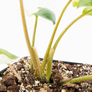Philodendron 'Burle Marx Snow’ (wk18-L)
