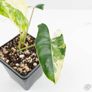 Philodendron 'Burle Marx Snow’ (wk16-O)