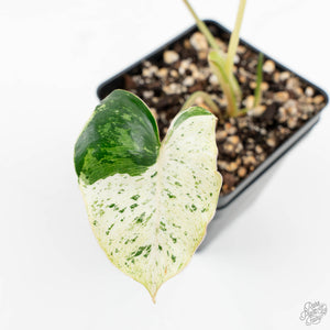 Philodendron 'Burle Marx Snow’ (wk16-O)