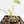 Philodendron 'Burle Marx Snow’ (wk16-O)