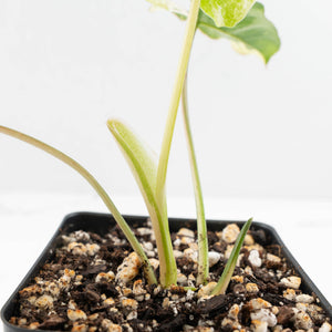 Philodendron 'Burle Marx Snow’ (wk16-O)