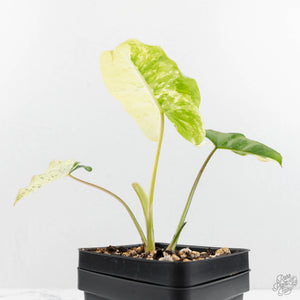 Philodendron 'Burle Marx Snow’ (wk16-O)