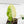 Philodendron 'Burle Marx Snow’ (wk16-O)