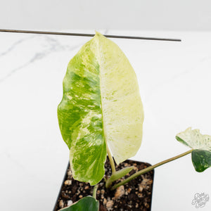 Philodendron 'Burle Marx Snow’ (wk16-O)