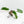 Philodendron 'Burle Marx Snow’ (wk17-K)