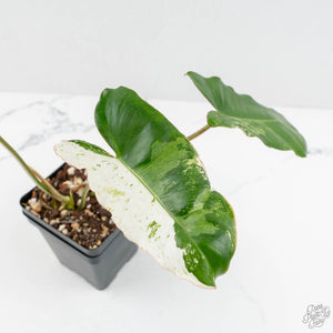 Philodendron 'Burle Marx Snow’ (wk17-K)