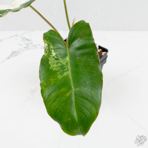 Philodendron 'Burle Marx Snow’ (wk17-K)