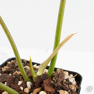 Philodendron 'Burle Marx Snow’ (wk17-K)