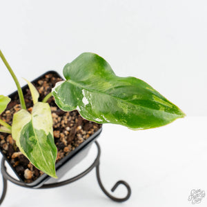 Philodendron 'Burle Marx Snow’ (wk19-L)