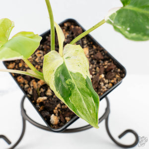 Philodendron 'Burle Marx Snow’ (wk19-L)