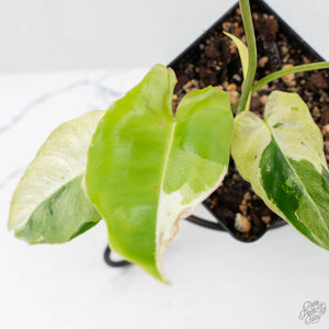 Philodendron 'Burle Marx Snow’ (wk19-L)