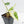 Philodendron 'Burle Marx Snow’ (wk19-L)