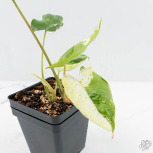 Philodendron 'Burle Marx Snow’ (wk19-L)
