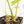 Philodendron 'Burle Marx Snow’ (wk19-L)