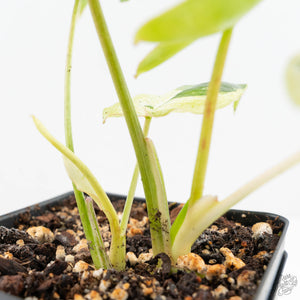 Philodendron 'Burle Marx Snow’ (wk19-L)