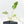 Philodendron 'Burle Marx Snow’ (wk19-L)