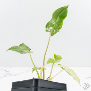 Philodendron 'Burle Marx Snow’ (wk19-L)