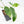 Philodendron 'Burle Marx Snow’ (wk20-M)