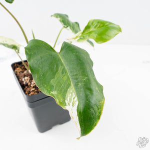 Philodendron 'Burle Marx Snow’ (wk20-M)